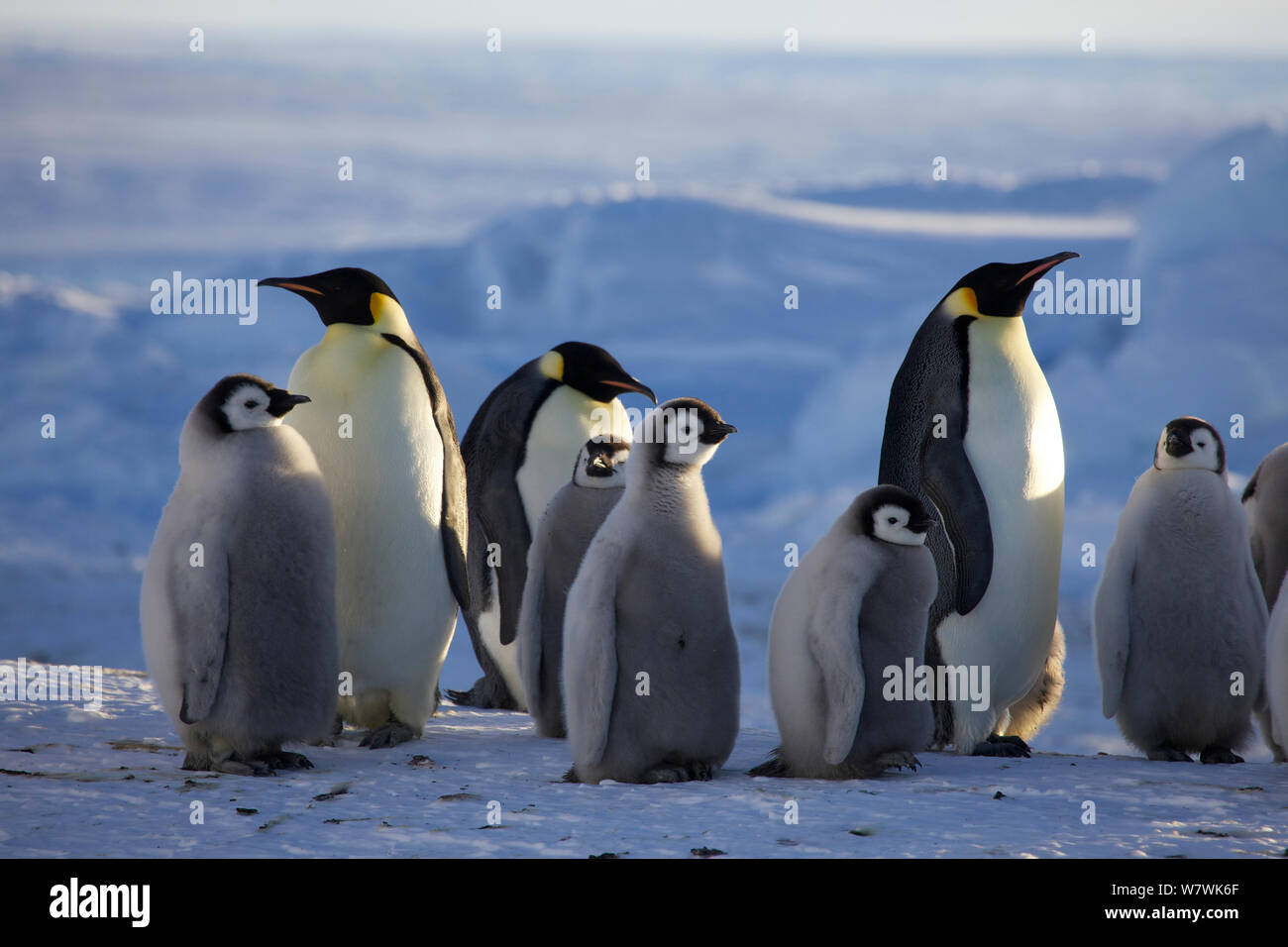 Emperor penguin (Aptenodytes forsteri) adults and chicks, Antarctica ...