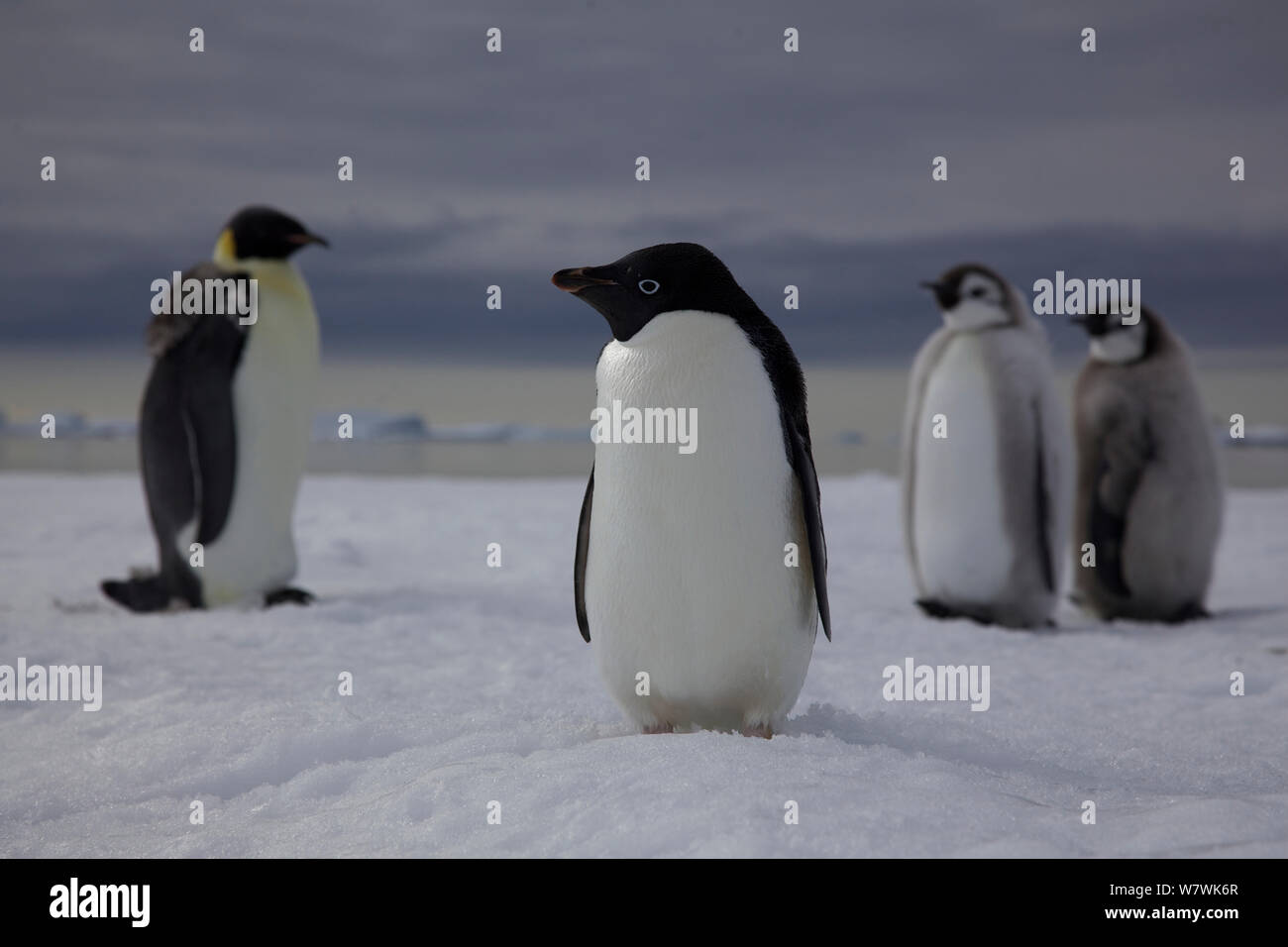 Adelie penguin (Pygoscelis adeliae) with Emperor penguin (Aptenodytes forsteri) adult and two chicks behind, Antarctica, January. Stock Photo