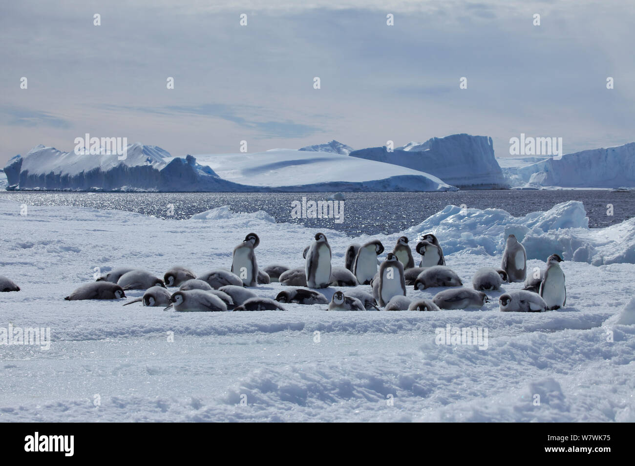 Emperor penguin (Aptenodytes forsteri) chicks resting and preening on the ice edge before the final jump in to the water, Antarctica, December. Stock Photo