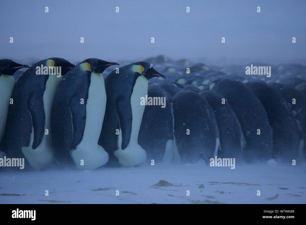 Emperor penguins huddling hi-res stock photography and images - Alamy