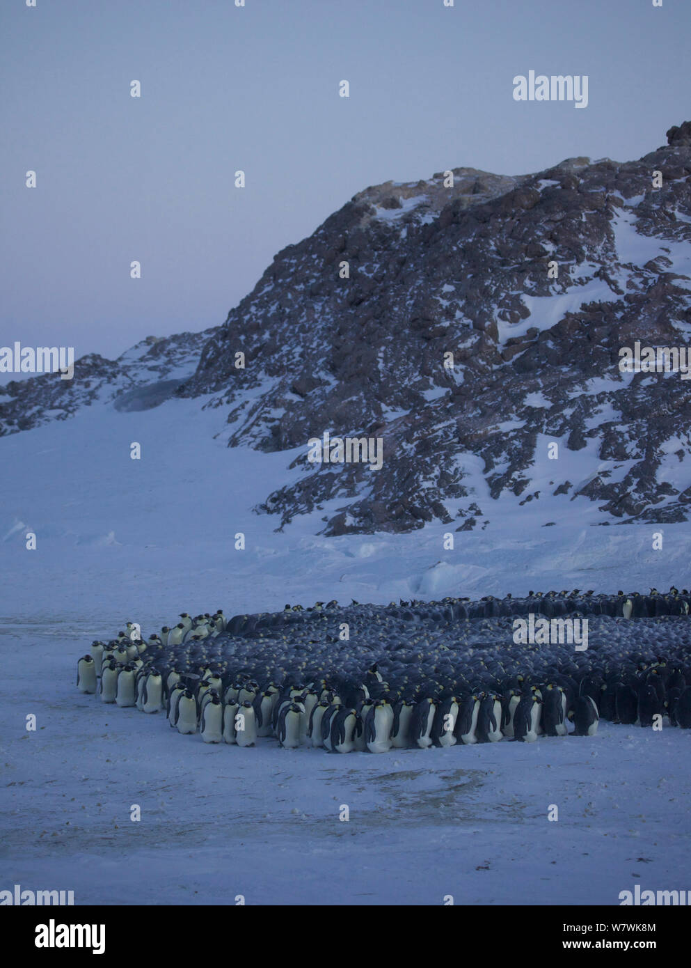 Emperor penguin (Aptenodytes forsteri) huddle revolving, Antarctica