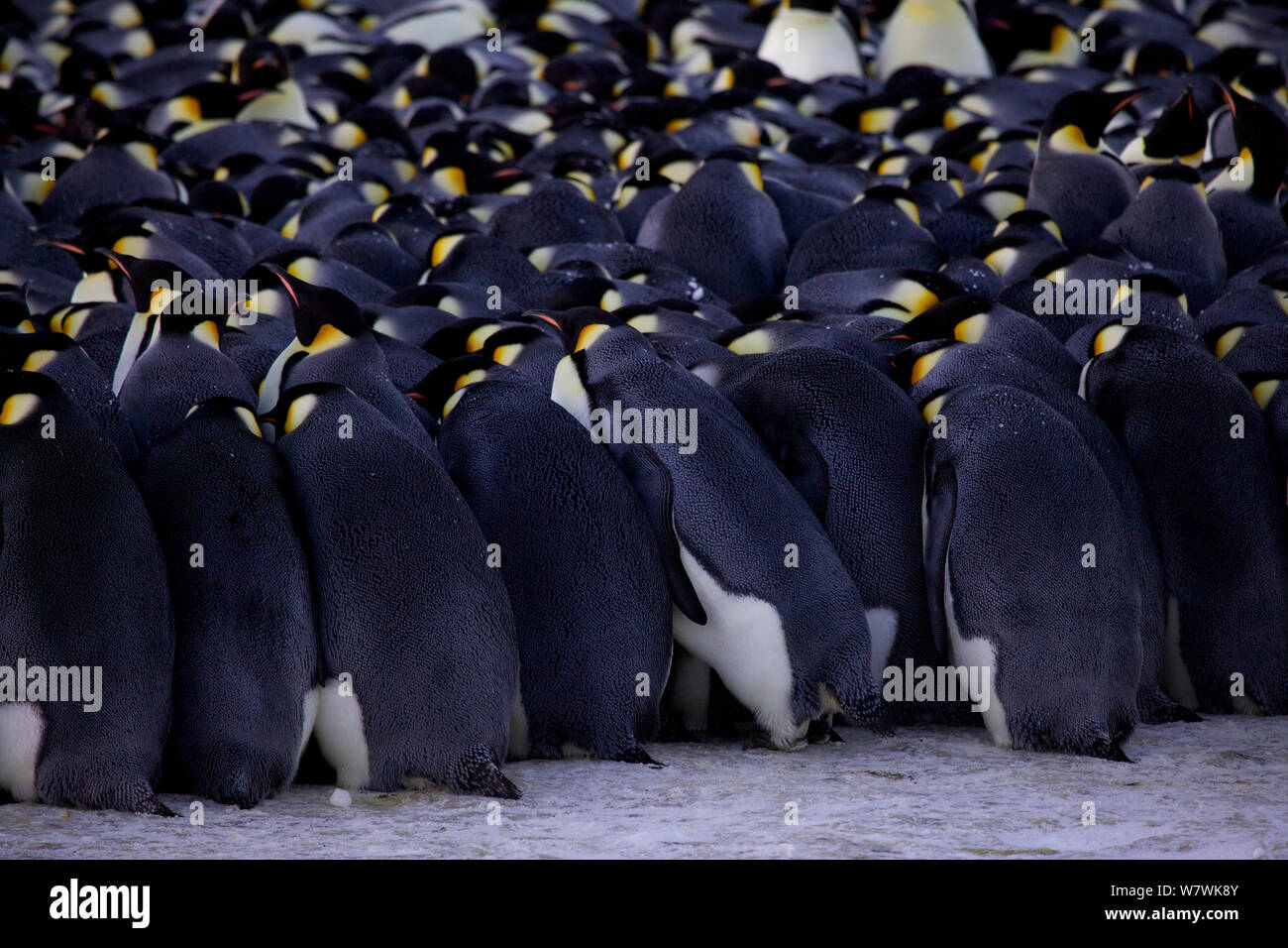 Emperor penguin (Aptenodytes forsteri) huddle, pushing in, Antarctica