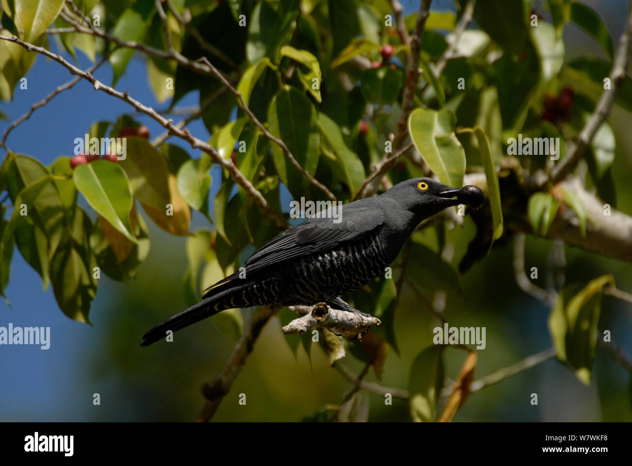 Yellow eyed cuckoo shrike (Coracina lineata) feeding on fruiting tree, Vangunu Island, Western Province, Solomon Islands. Stock Photo