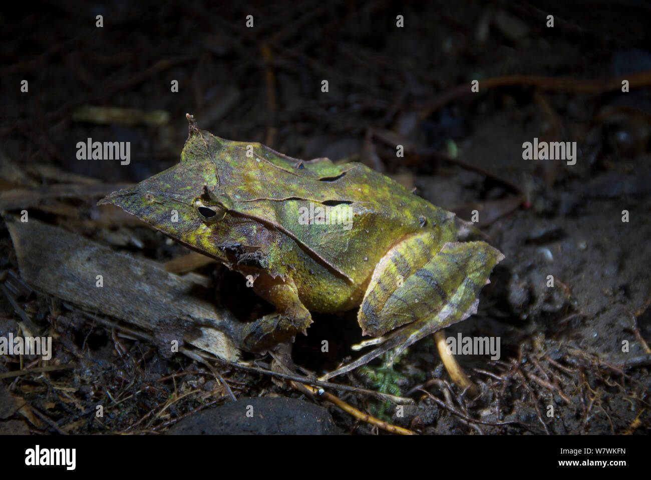 Solomon Islands eyelash frog (Ceratobatrachus guentheri) portrait, Solomon Islands. Stock Photo