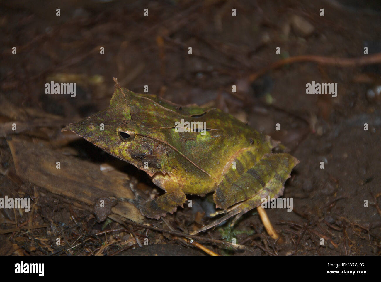 Solomon Islands eyelash frog (Ceratobatrachus guentheri) on ground, Solomon Islands. Stock Photo