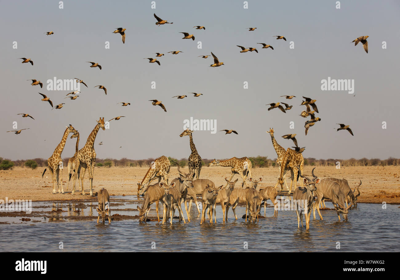 Kudu (Tragelaphus strepsiceros) herd drinking with Giraffes (Giraffa camelopardalis) and Namaqua Sandgrouse (Pterocles namaqua) and Burchell&#39;s Sandgrouse (Pterocles burchelli) Etosha National Park, Namibia. Stock Photo