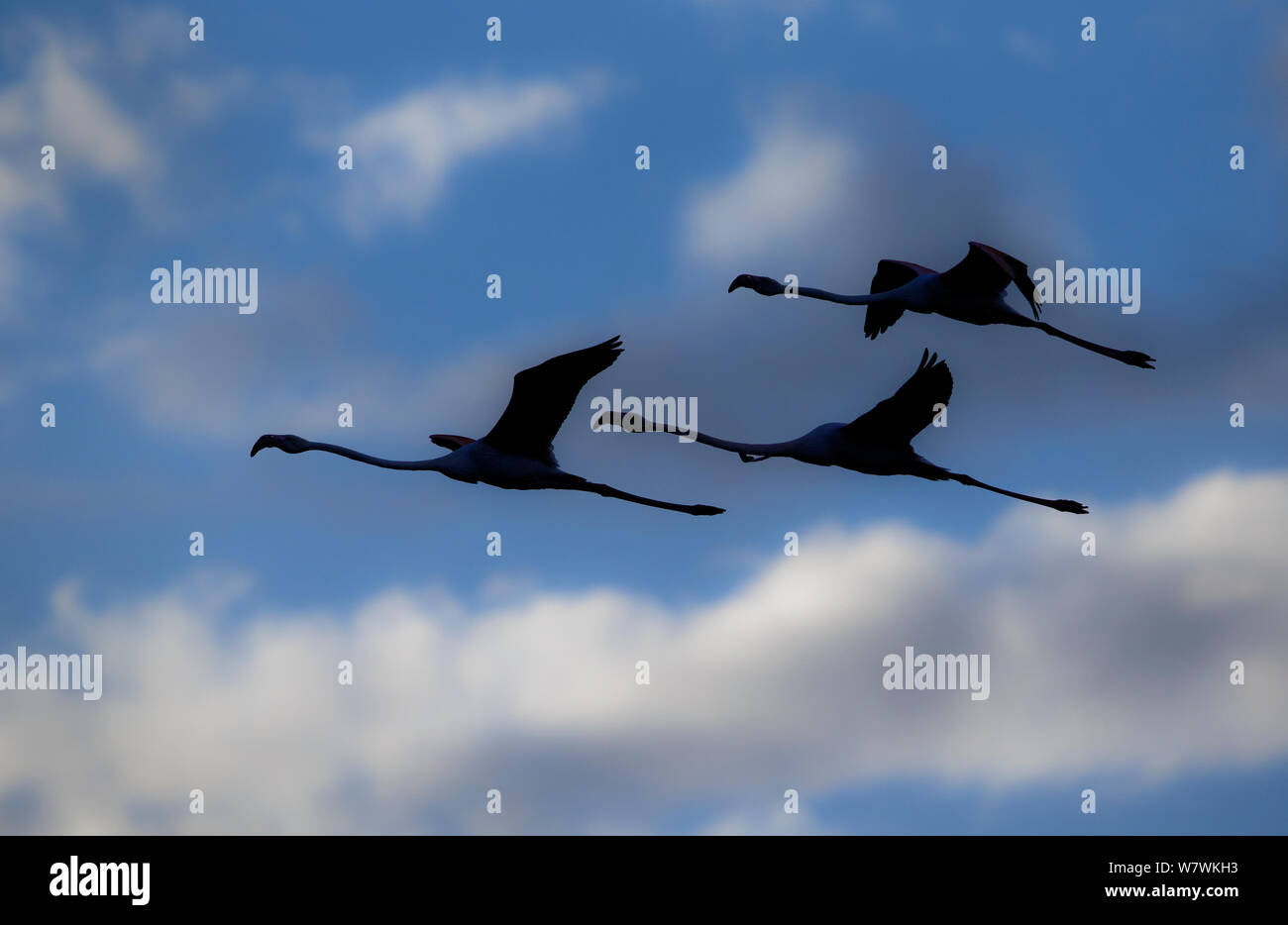 Greater flamingo (Phoenicopterus roseus) three silhouetted in flight, Cape Town, South Africa. Stock Photo
