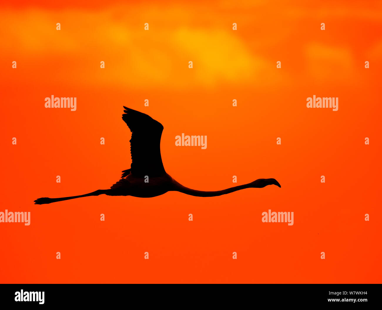 Greater flamingo (Phoenicopterus roseus) in flight, silhouetted at sunset, Cape Town, South Africa, October. Stock Photo