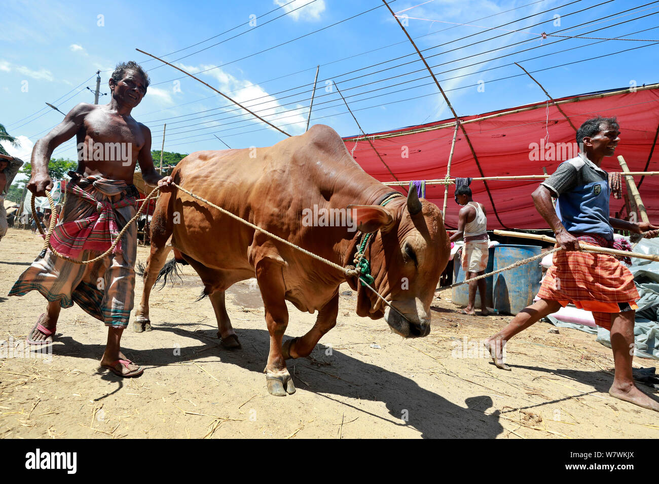 Dhaka, Bangladesh - July 06, 2019: Bangladeshi traders unloading a ...