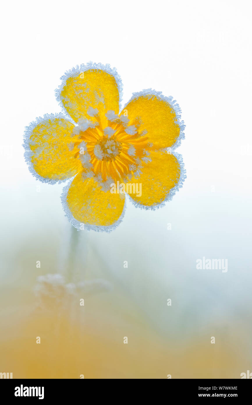 Meadow buttercup (Ranunculus acris) covered in hoar frost, Britford, Hampshire, England, UK, May. Stock Photo