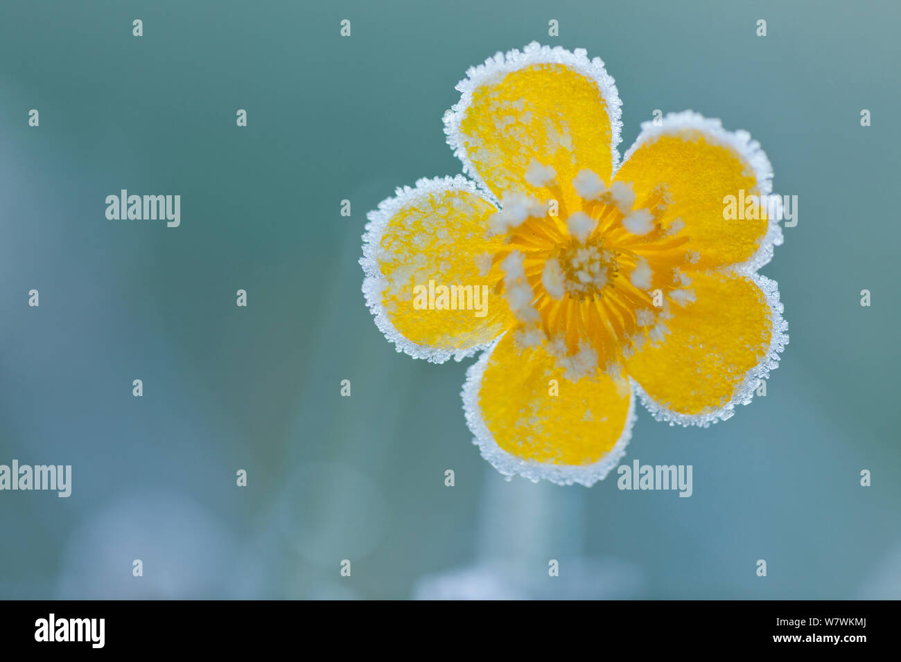 Meadow buttercup (Ranunculus acris) covered in hoar frost, Britford, Hampshire, England, UK, May. Stock Photo