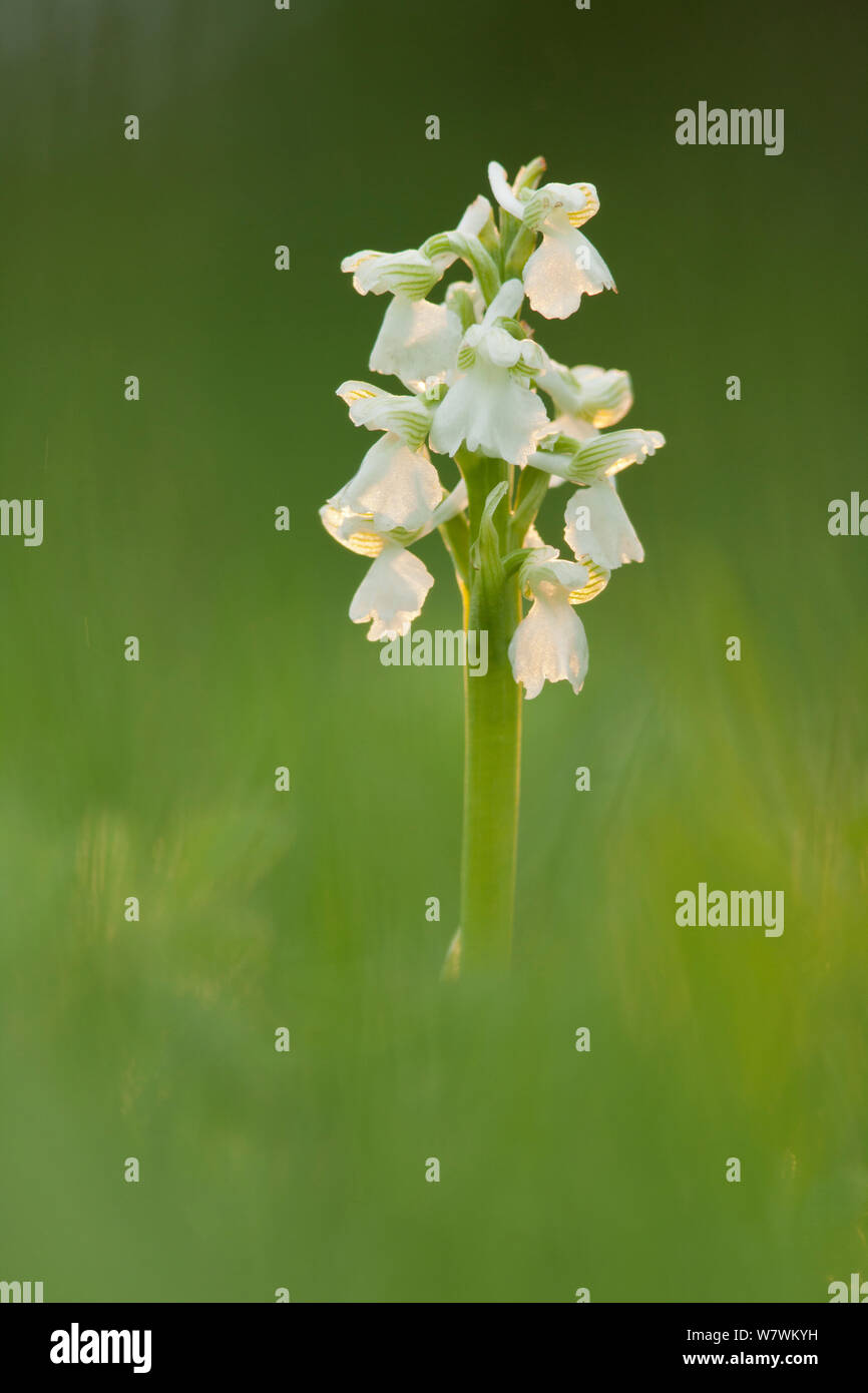 Green-winged orchid (Orchis morio), white form, Hardington Moor NNR, Somerset, England, UK, May. Stock Photo