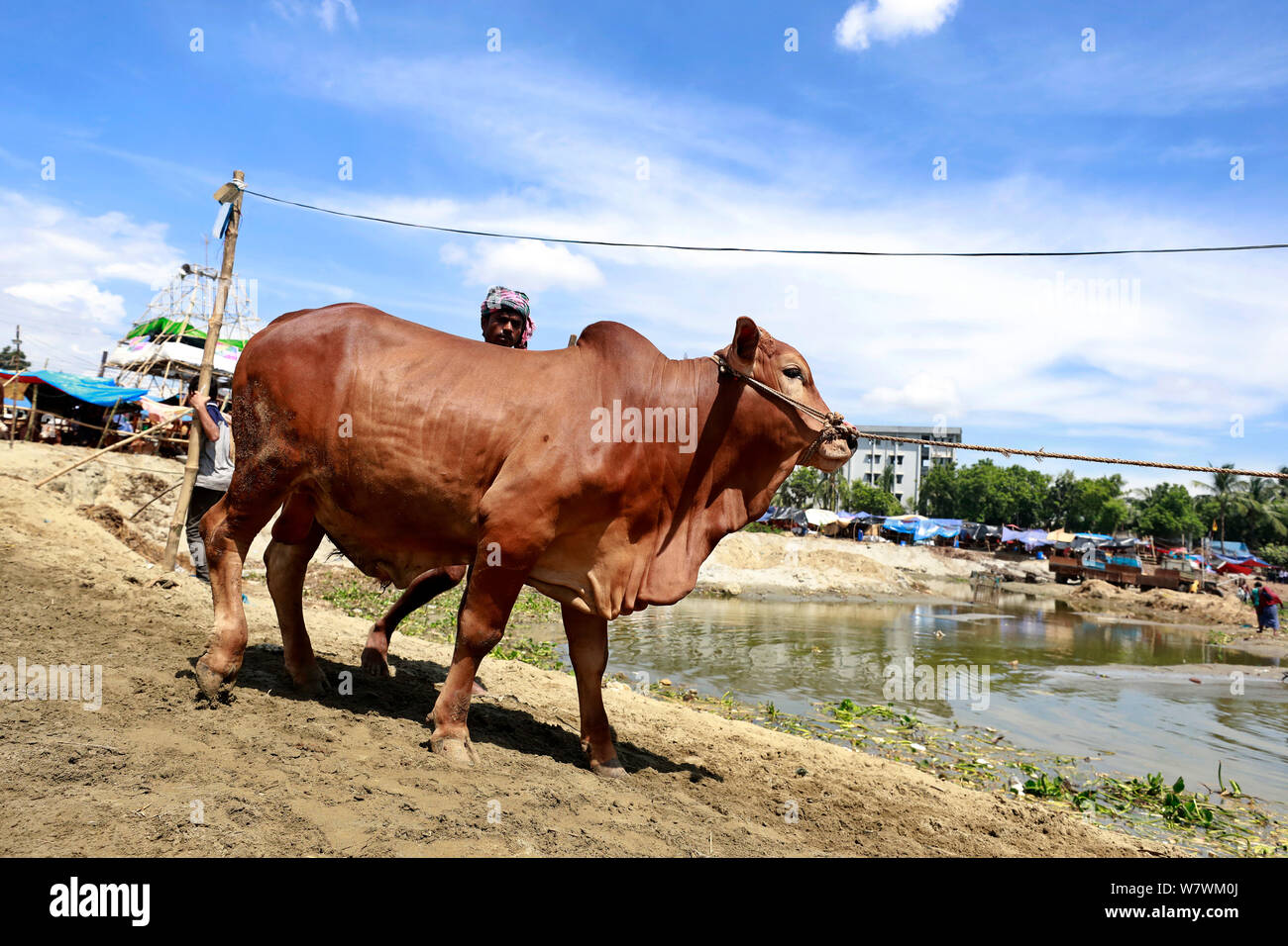 Bangladeshi animals hi-res stock photography and images - Alamy