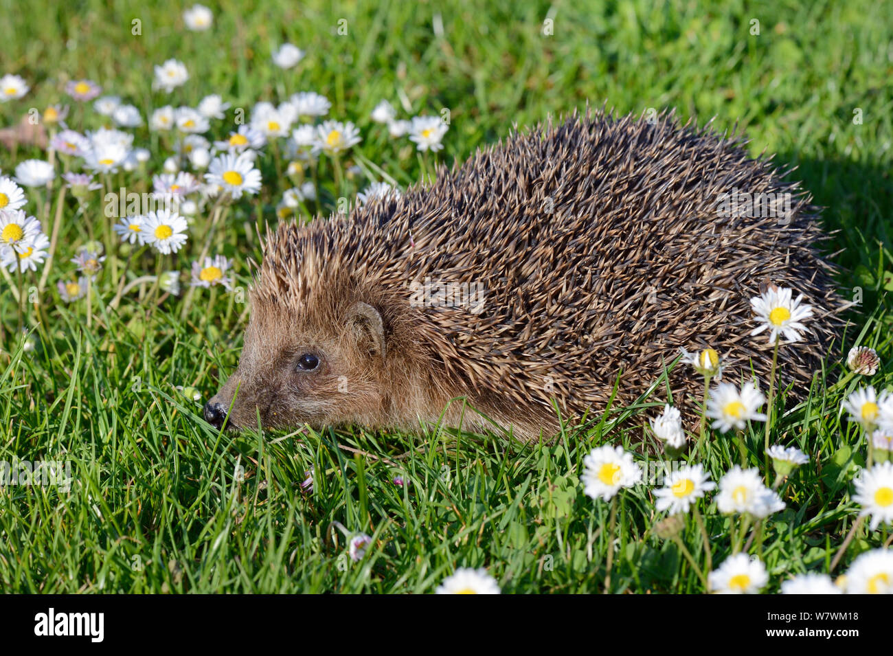 Hedgehog (Erinaceus europaeus) in a garden, Alsace, France, May. Stock Photo