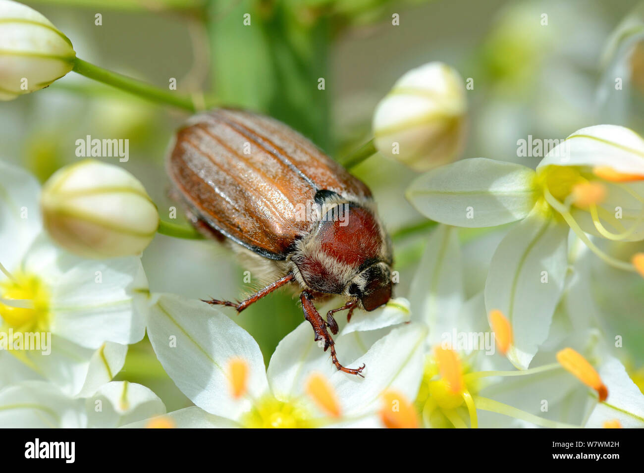 Cockchafer Beetle (Melolontha melolontha) on a Foxtail lily (Eremurus robustus) Alsace, France, May. Stock Photo
