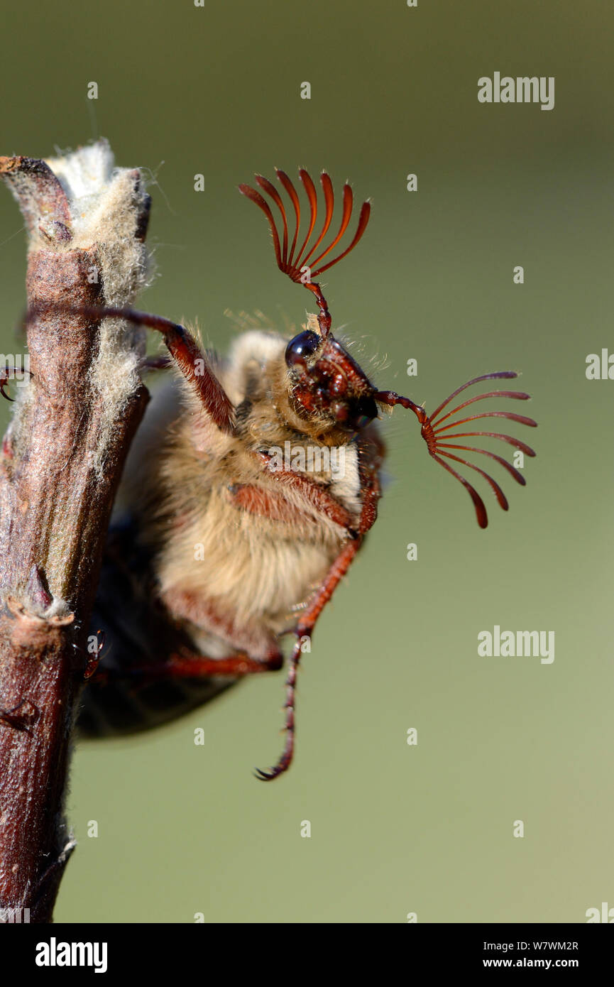 Cockchafer Beetle (Melolontha melolontha) portrait, showing splayed antennae. Alsace, France, May. Stock Photo