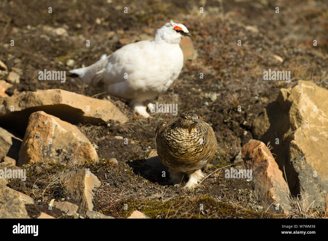 Rock ptarmigan (Lagopus muta) female in summer plumage and male in winter plumage, Longyearbyen, Spitsbergen, Svalbard, Norway. June. Stock Photo