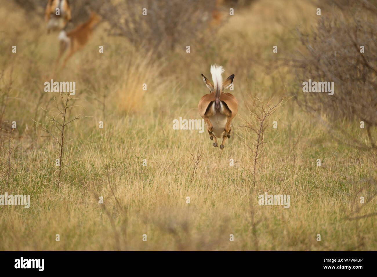 Young female impalas (Aepyceros melampus) playing, Samburu Game Reserve, Kenya. October. Stock Photo