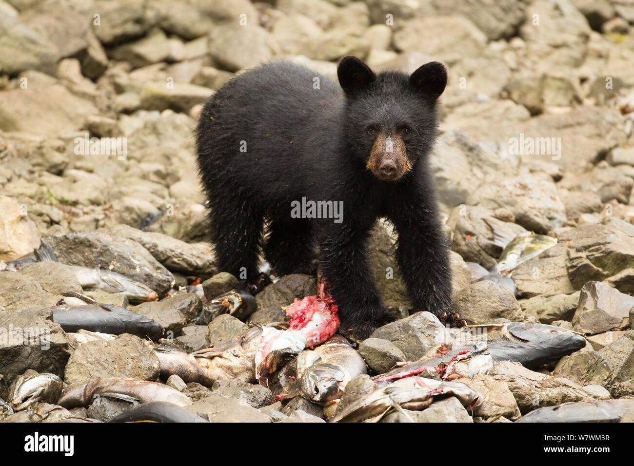 Black bear (Ursus americanus) spring cub eating chum/dog salmon (Oncorhynchus keta), Kake Village, Kuprenof Island, SE Alaska, USA. August. Stock Photo
