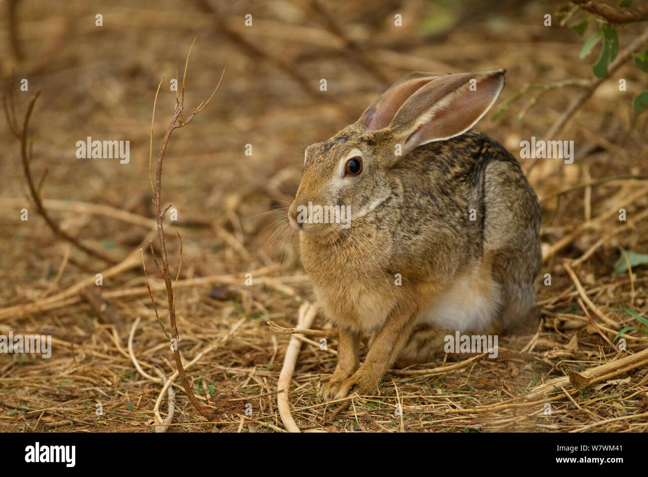 African savanna hare (Lepus microtis), Samburu Game Reserve, Kenya
