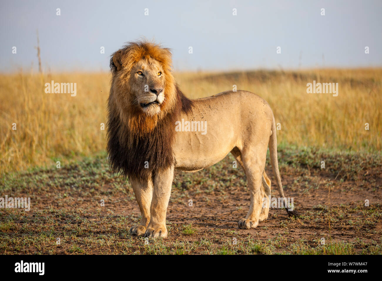 Male Lion (Panthera leo) standing alert, Masai Mara National Reserve, Kenya, August. Stock Photo