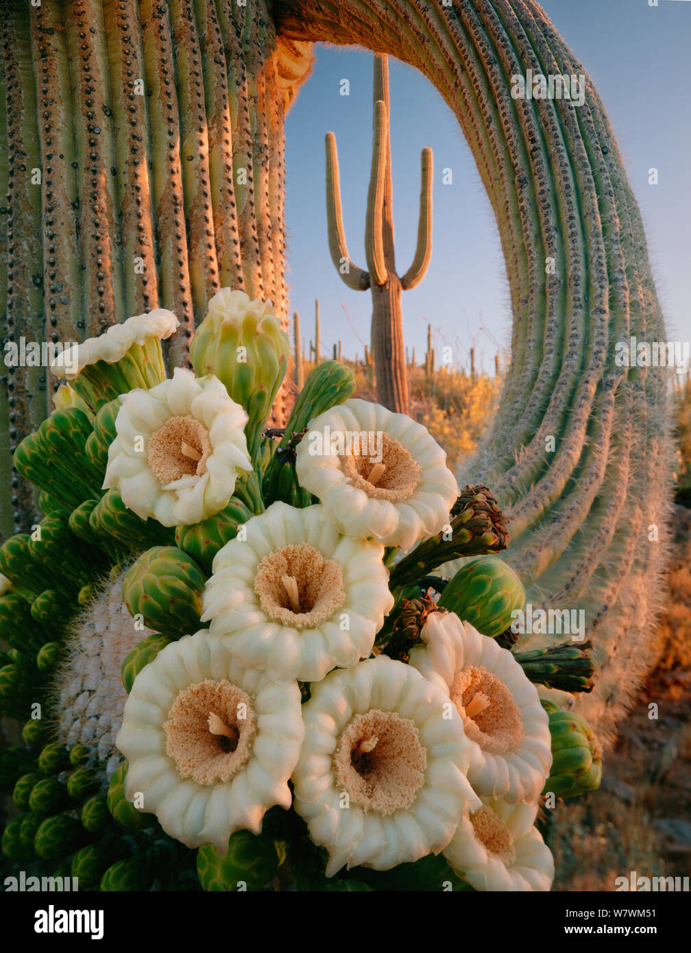 Saguaro Cactus (Carnegiea gigantea) with flower cluster, Saguaro National Park, Tucson Mountain Unit, Arizona, USA, August. Stock Photo