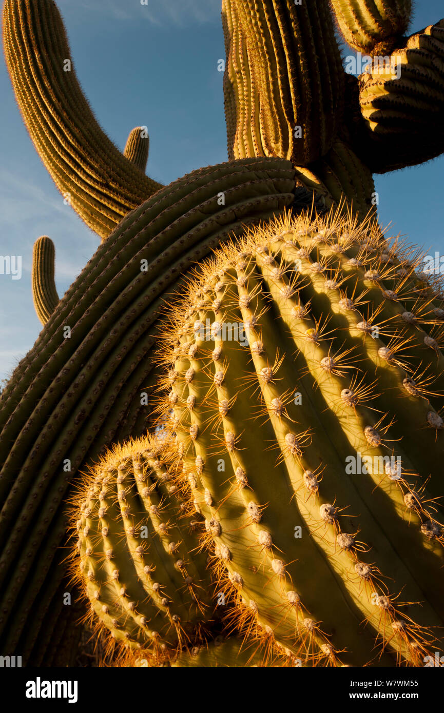 Sunset light on twisted Saguaro cactus (Carnegiea gigantea) Sonoran ...