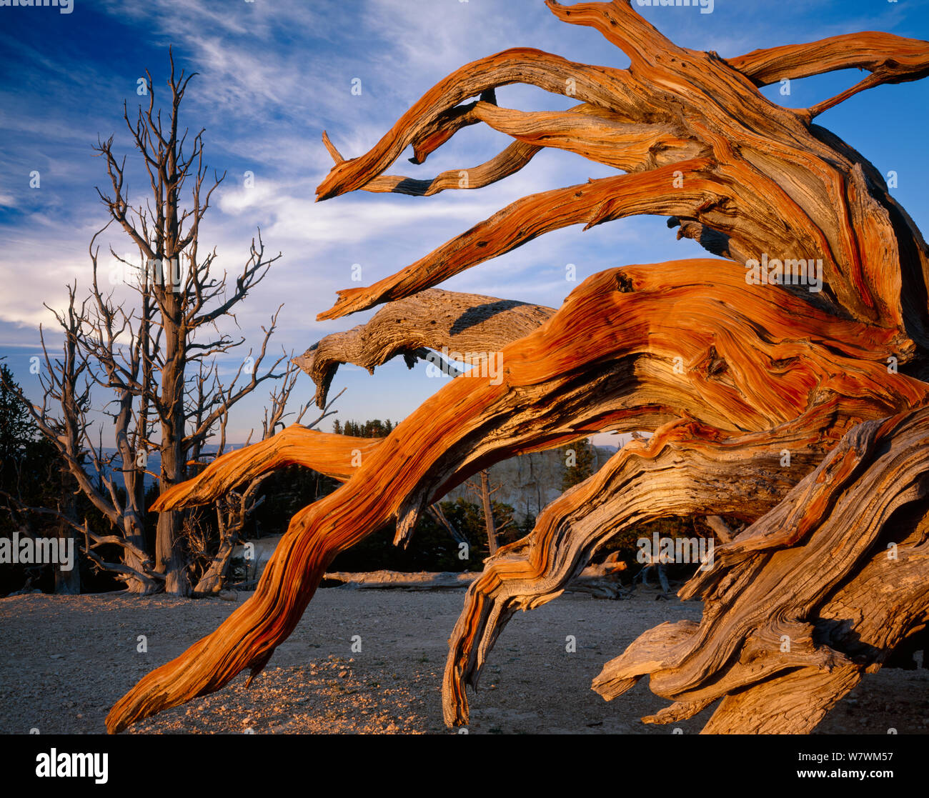 Bristlecone pine (Pinus aristata var.  longaeva) gnarled branches of an old tree,  Bryce Canyon National Park, Utah, USA. Stock Photo