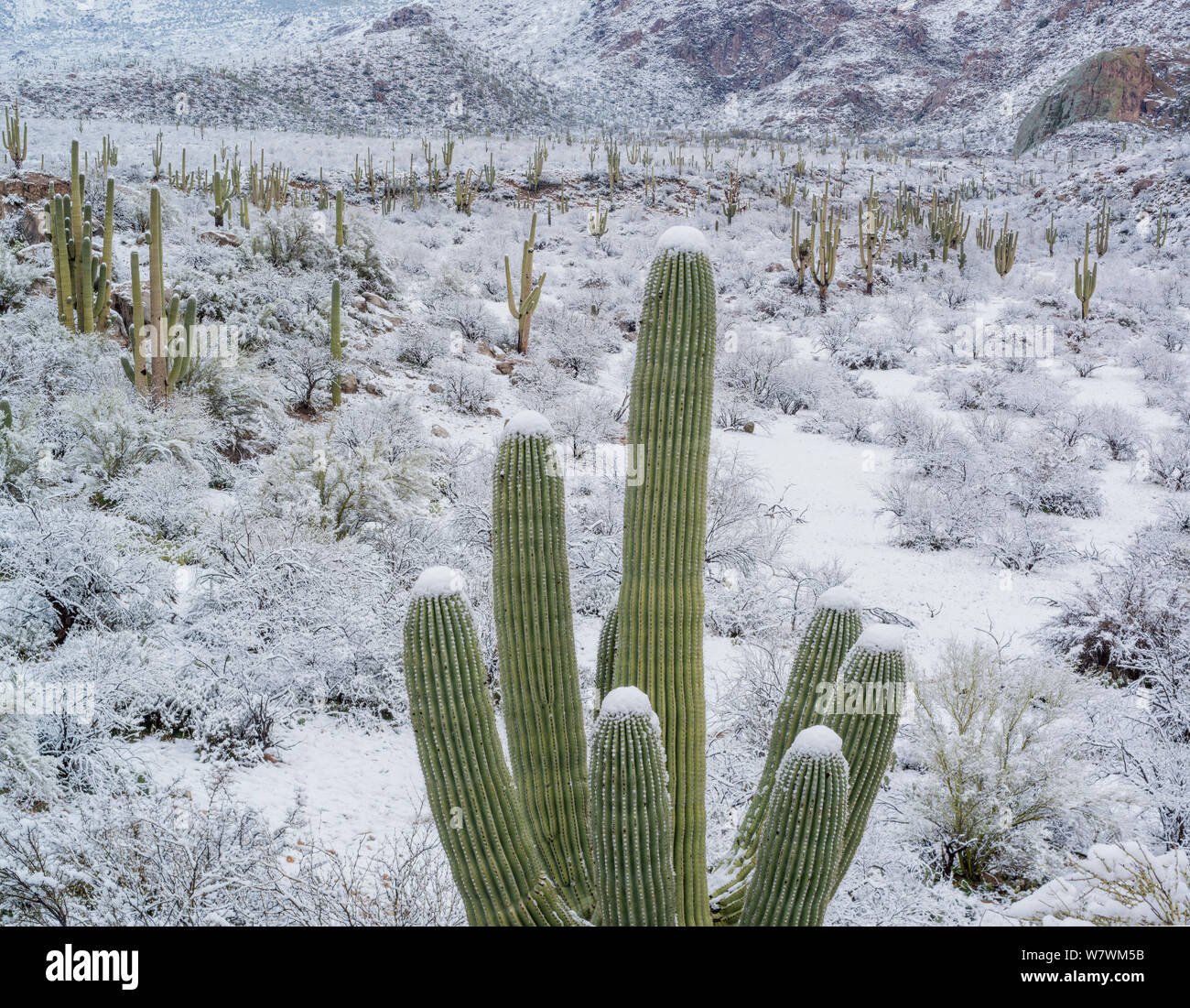 Saguaro cacti (Carnegiea gigantea) covered with snow, with the Catalina State Park, Santa Catalina Mountains, Arizona, USA, February. Stock Photo
