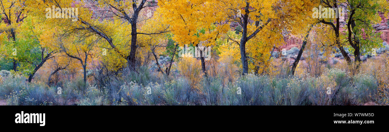Cottonwood trees (Populus sp) in autumn with curved boughs with understorey of Rabbitbrush (Chrysothamnus) Long Canyon, Grand Staircase-Escalante National Monument, Utah, USA, October. Stock Photo