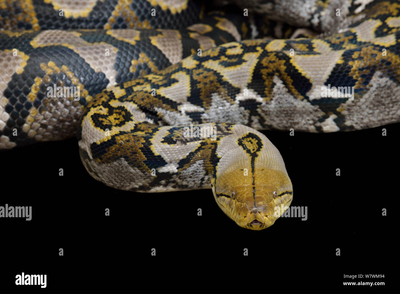 Reticulated Python (Malayopython reticulatus) captive, native to South ...