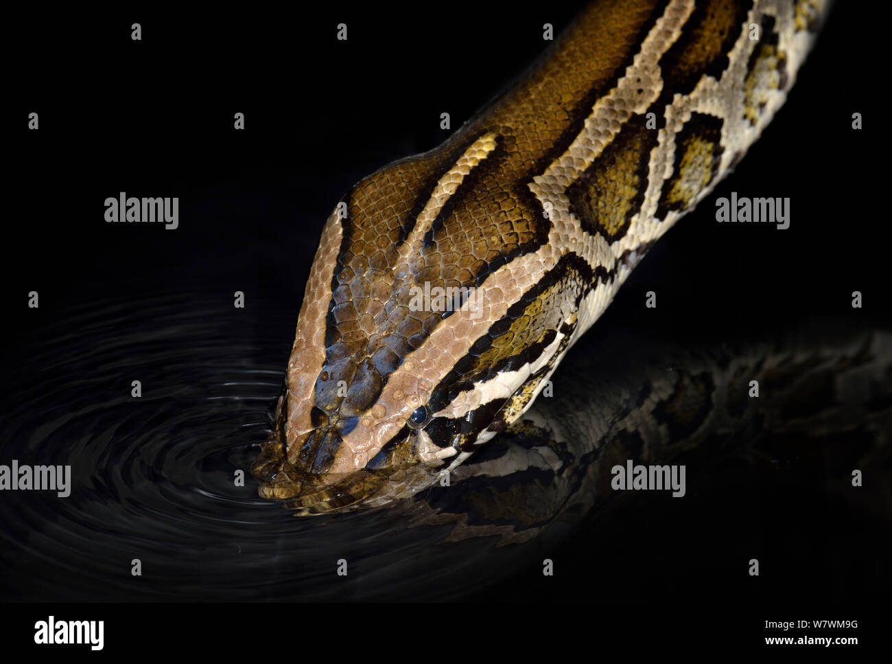 Burmese Python (Python bivittatus) drinking, captive Stock Photo - Alamy