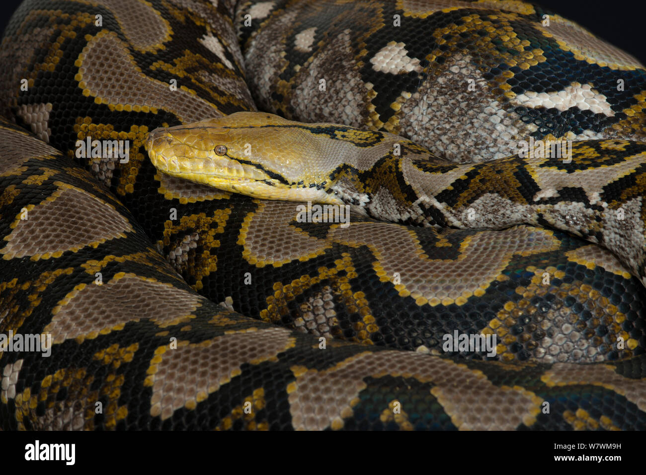Reticulated Python (Malayopython reticulatus) captive, native to South ...