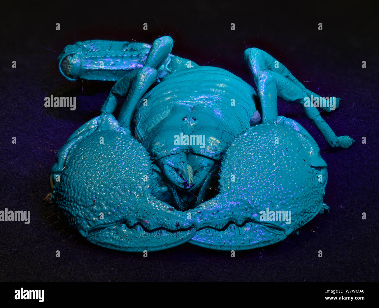 Emperor scorpion (Pandinus imperator) glowing blue under UV light, captive Stock Photo
