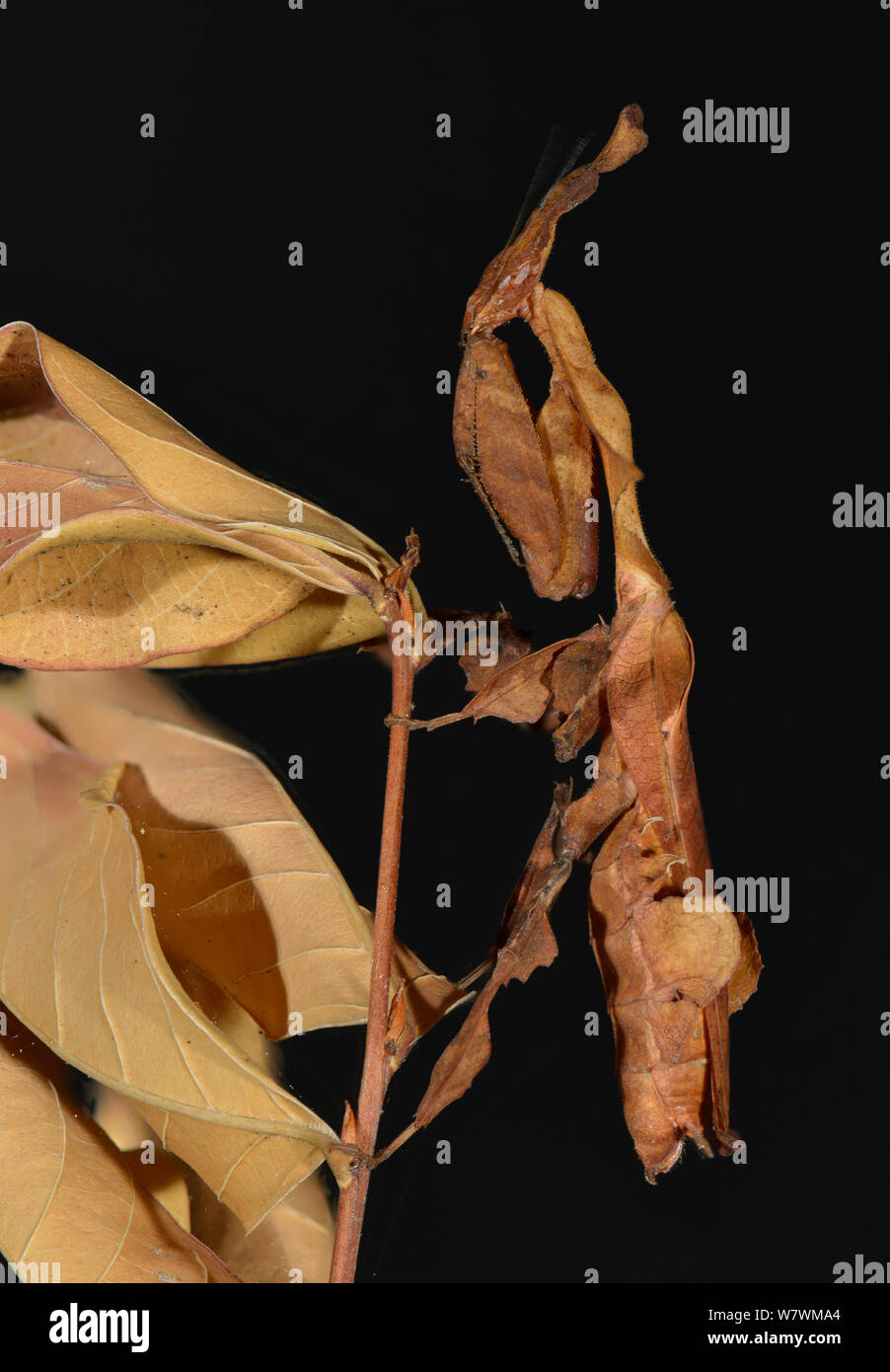 Ghost Mantis (Phyllocrania paradoxa) female captive, native to Africa. Stock Photo