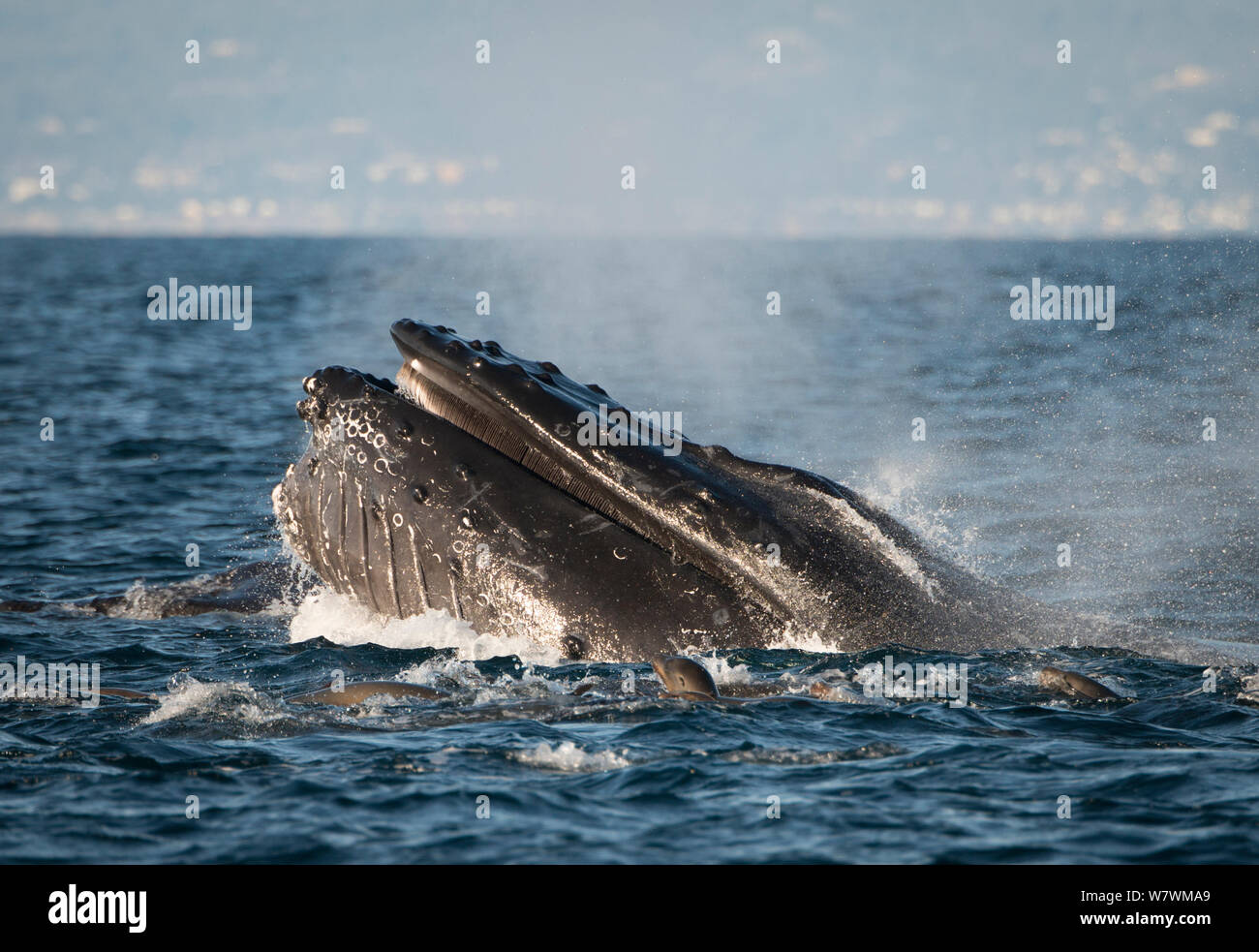 Humpback Whale (Megaptera novaeangliae) and California Sea Lions (Zalophus californianus) feeding in Montery Bay, California, USA, December. Stock Photo