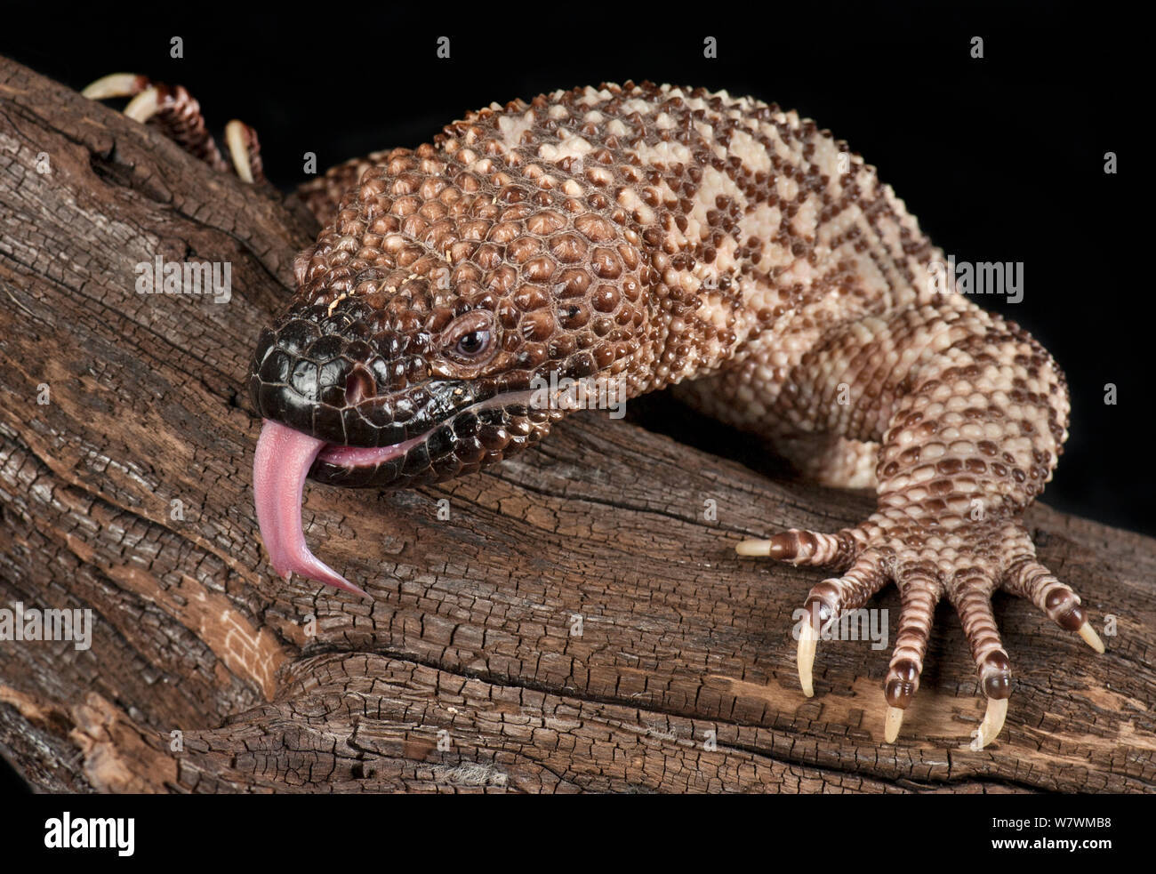 Mexican Beaded Lizard (Heloderma horridum) sensing with tongue, captive, native to Mexico and Guatemala. Stock Photo