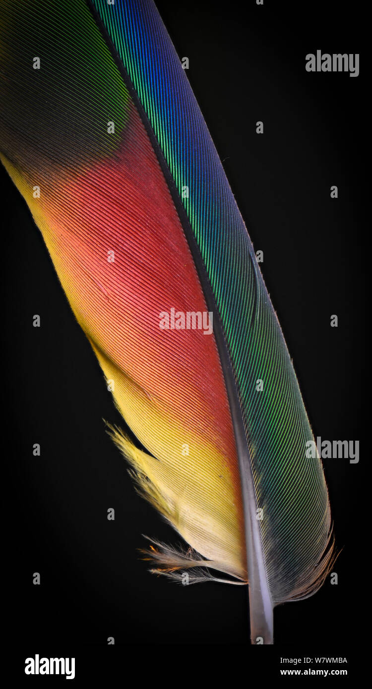 Yellow Naped Amazon Parrot Hi Res Stock Photography And Images Alamy