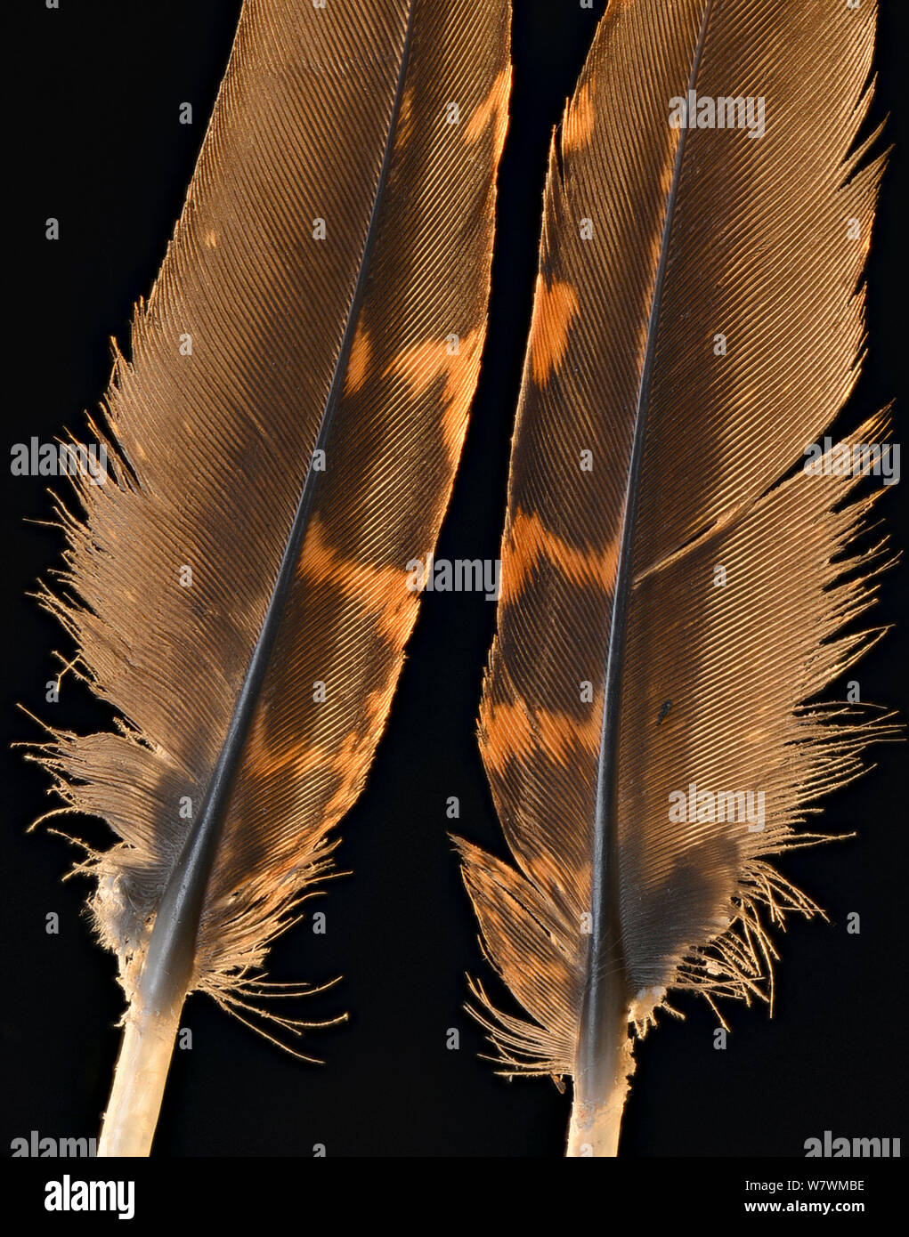 Temminck&#39;s tragopan (Tragopan temminckii) pheasnt feathers against black background. Stock Photo