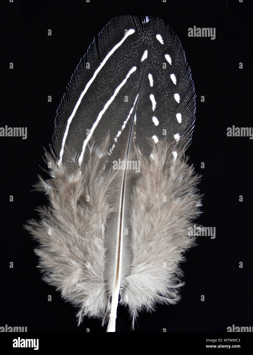 Vulturine Guineafowl (Acryllium vulturinum) feather against black background. Stock Photo