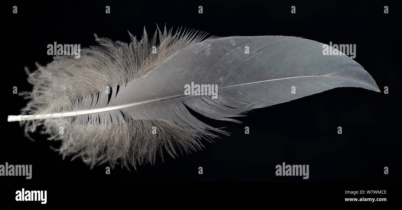Grey crowned crane (Balearica regulorum) feather against black background. Stock Photo