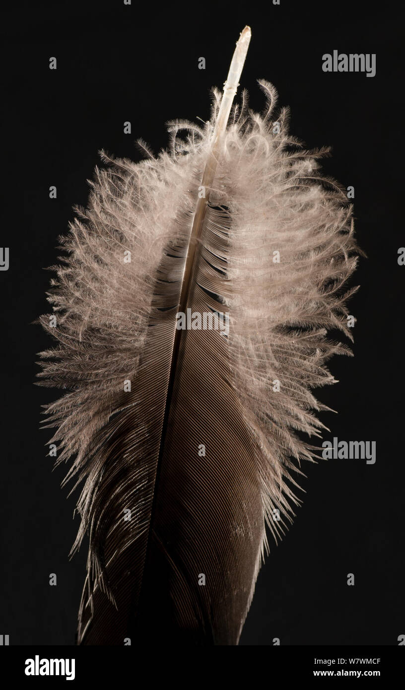 Grey crowned crane (Balearica regulorum) feather against black background. Stock Photo