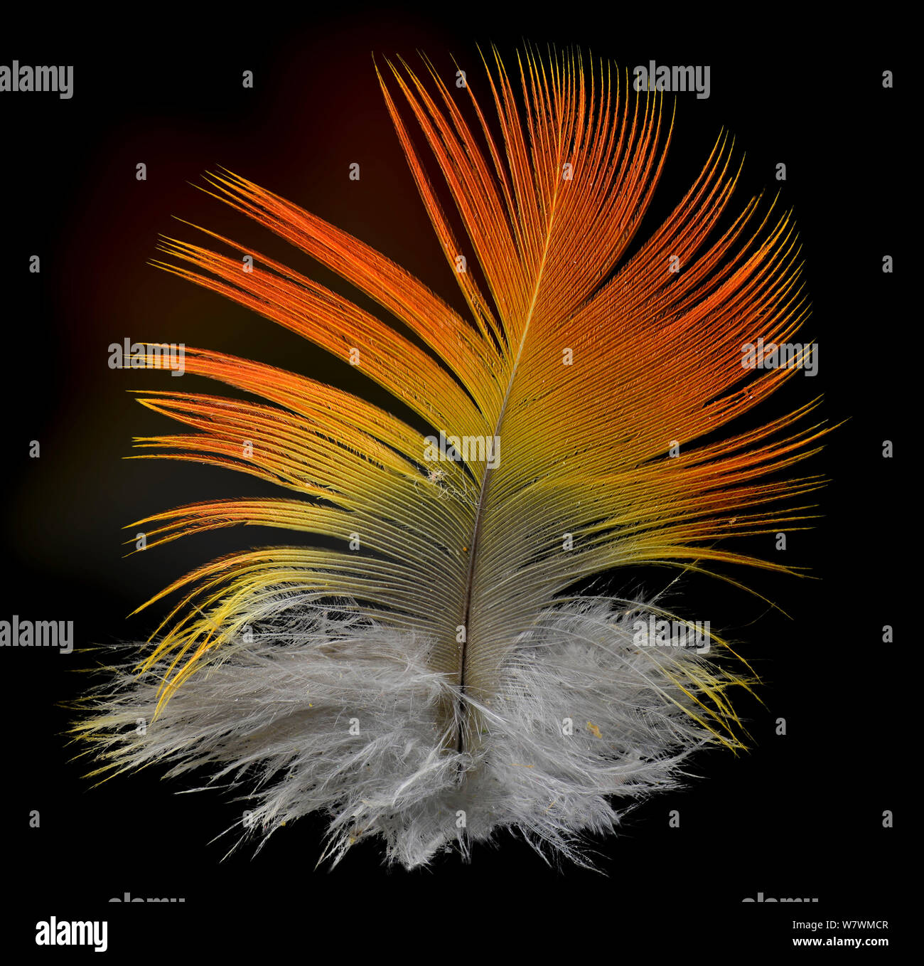 Catalina Macaw contour feather against black background. Hybrid species between Blue and Gold Macaw and Scarlet Macaw. Stock Photo