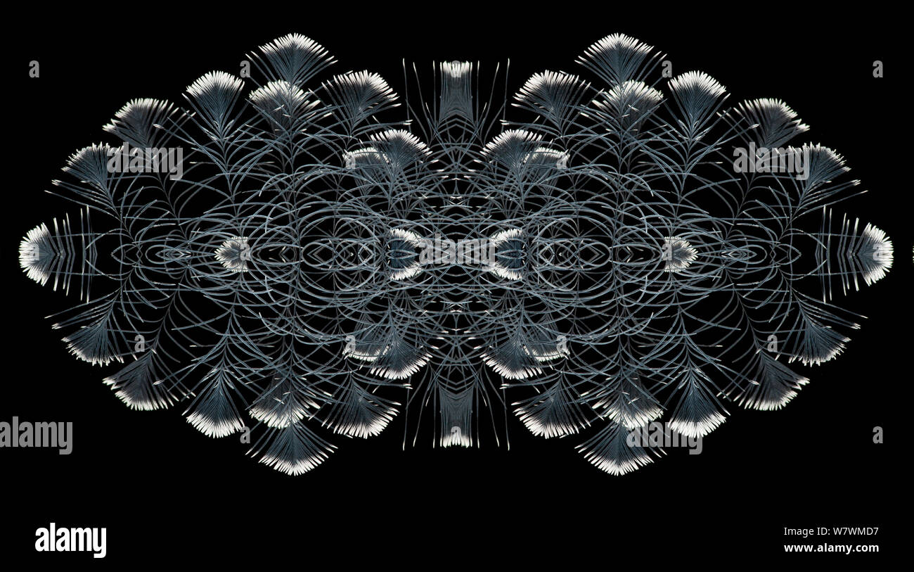 Kaleidoscope pattern formed from picture of Victoria crowned pigeon (Goura victoria) crest feathers. Restricted for Editorial use until December 2015 Stock Photo
