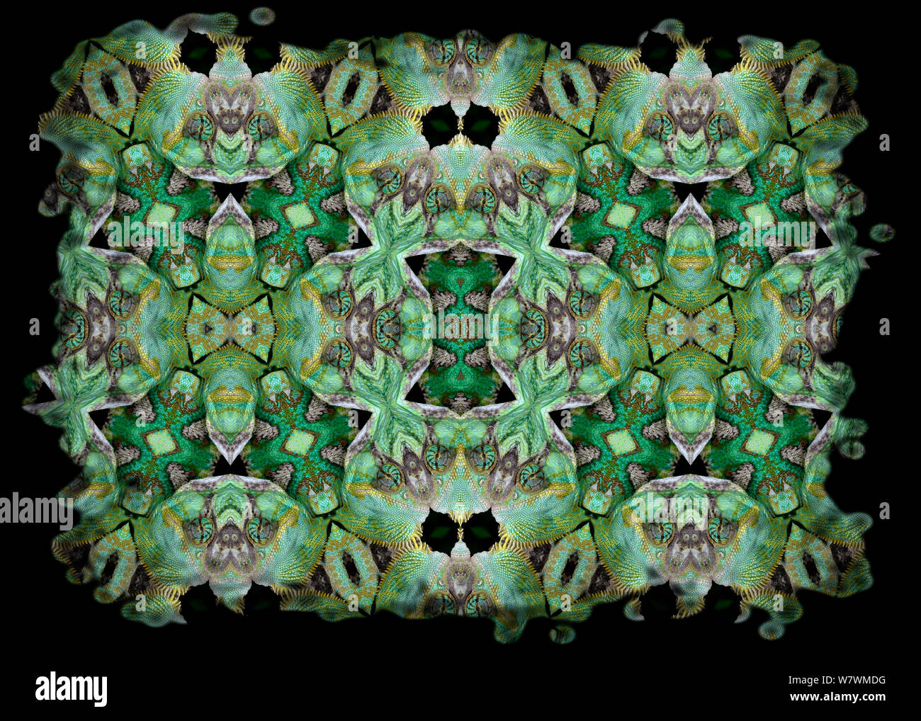 Kaleidoscope pattern formed from picture of Veiled Chameleon (Chamaeleo calyptratus) scales and face. Restricted for Editorial use until December 2015 Stock Photo