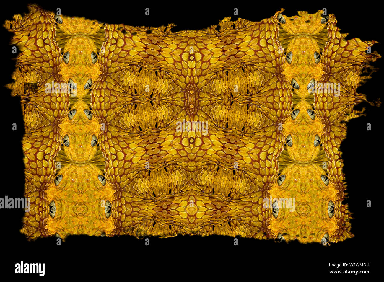 Kaleidoscope pattern formed from picture of Variable Bush Viper (Atheris squamigera) face and scales. Restricted for Editorial use until December 2015 Stock Photo