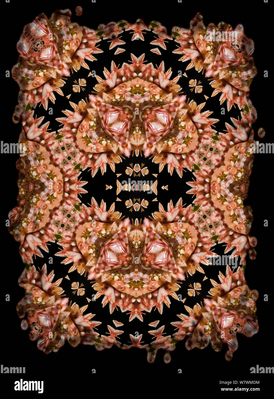 Kaleidoscope pattern formed from picture of Spiny Flower Mantis (Pseudocreobotra wahlbergii), pink form. Restricted for Editorial use until December 2015 Stock Photo