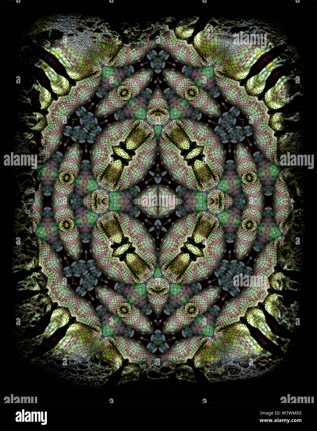 Kaleidoscope pattern formed from picture of Popes Tree Viper (Trimeresurus popeorum) scales. Restricted for Editorial use until December 2015 Stock Photo