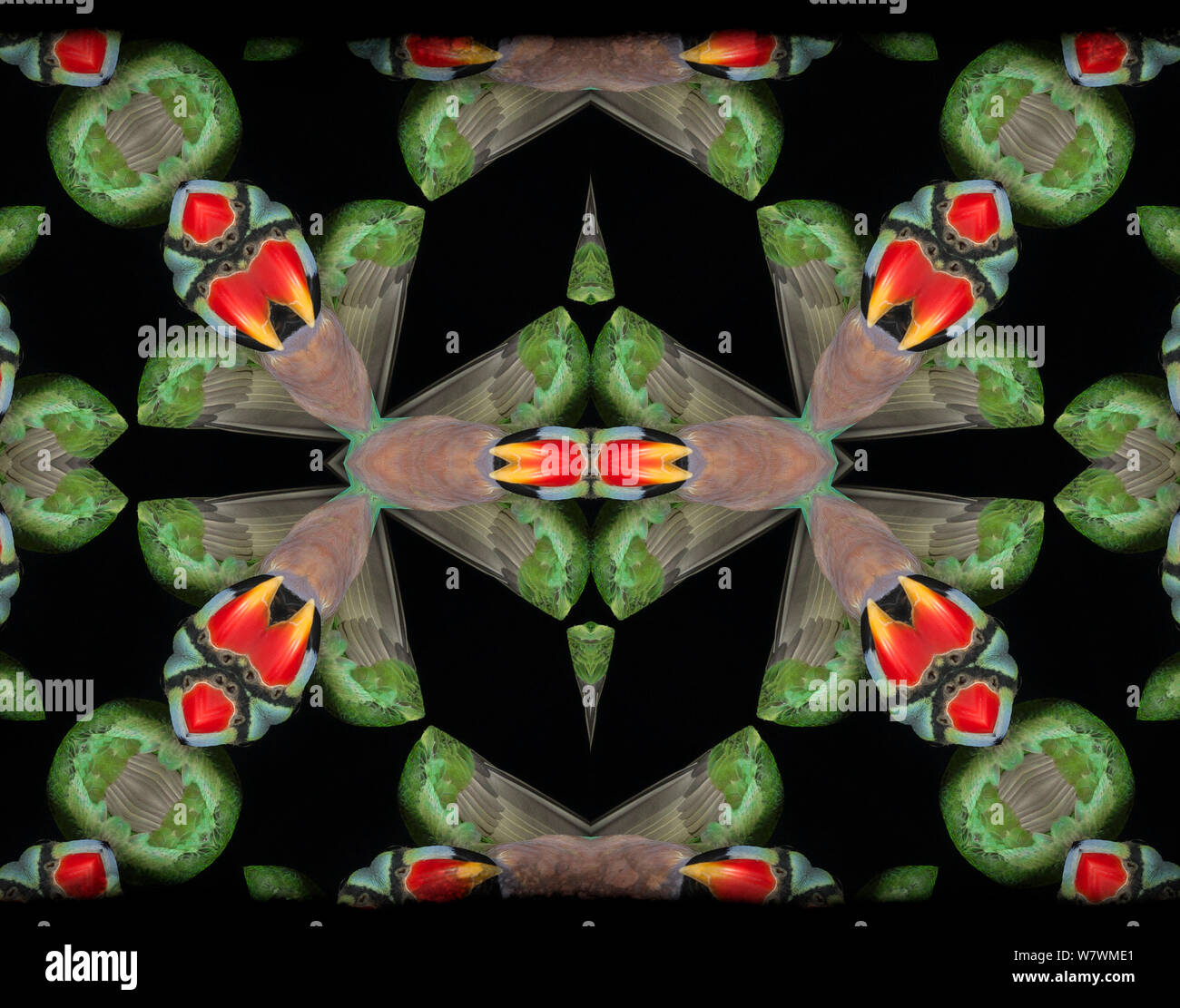 Kaleidoscope pattern formed from picture of Moustache Parakeet (Psittacula alexandri) plumage. Restricted for Editorial use until December 2015 Stock Photo