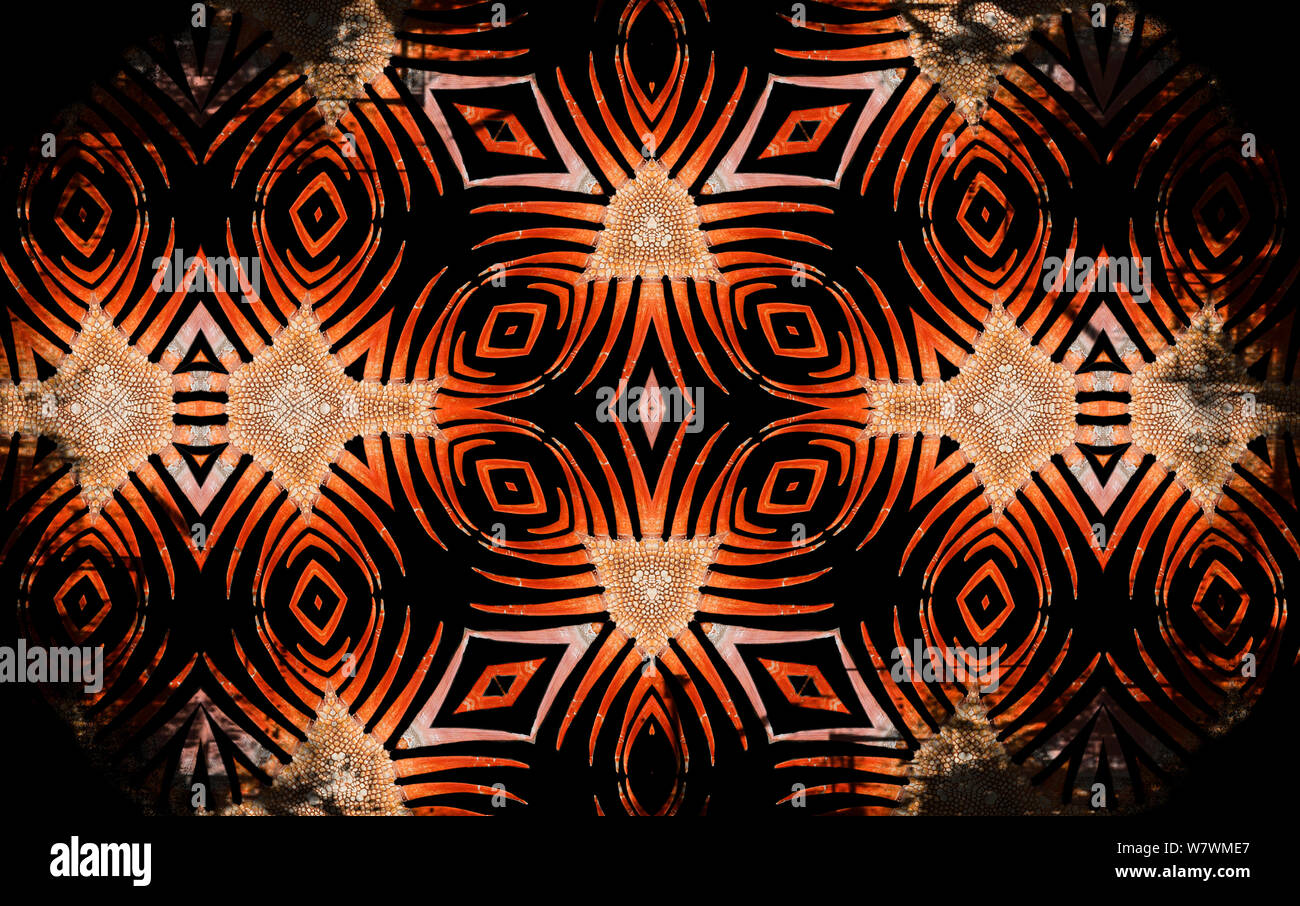 Kaleidoscope pattern formed from picture of Iguana (Iguana iguana) spines. Restricted for Editorial use until December 2015 Stock Photo